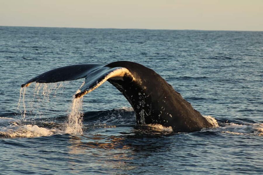 Los Cabos: Whale Watching Safari & Free time at Lovers Beach - Searching for humpbacks near Land’s End