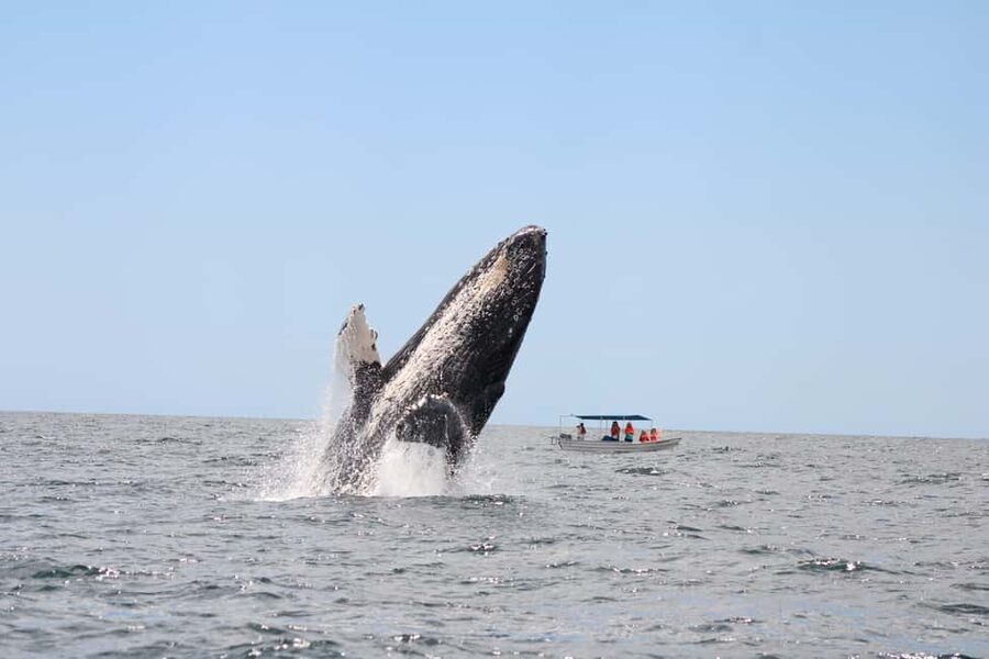 Los Cabos: Whale Watching Safari & Free time at Lovers Beach - Returning to Lovers Beach for free time