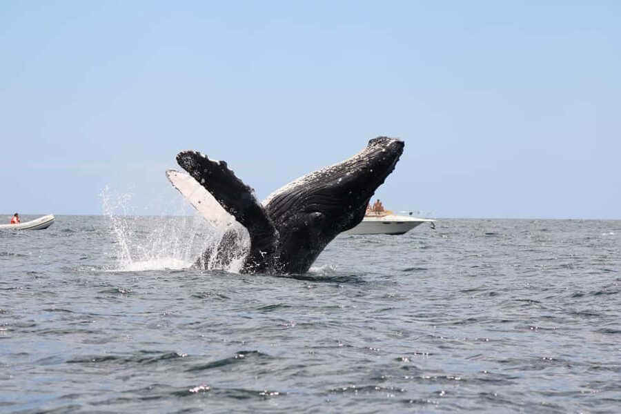 Los Cabos: Whale Watching Safari & Free time at Lovers Beach - Who will enjoy this outing most?