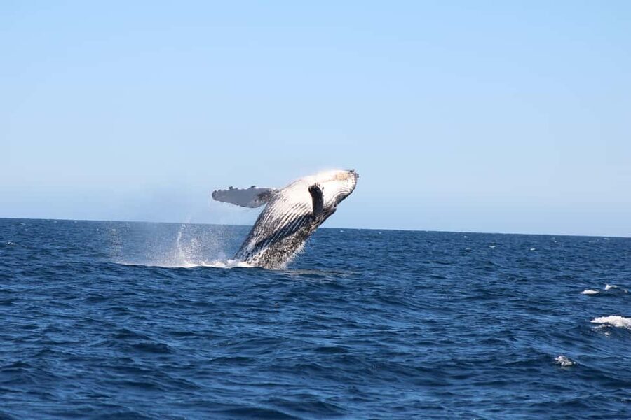 Los Cabos: Whale Watching Safari & Free time at Lovers Beach - Starting at La Terminal de Cabo