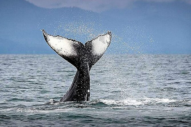 Los Cabos Whale Watching & Snorkel Adventure with Food & Drinks - Starting at C Dock in Cabo San Lucas