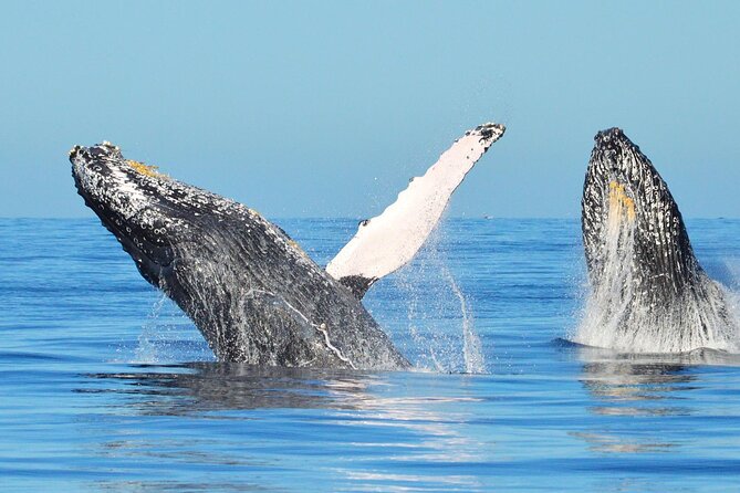 Los Cabos Whale Watching & Snorkel Adventure with Food & Drinks - How the Private Format Changes the Day