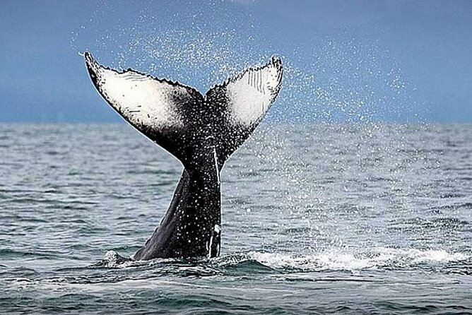 Los Cabos Whale Watching & Snorkel Adventure with Food & Drinks - The Boat Question You Should Ask Before Booking