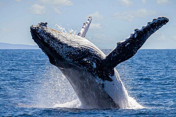 Los Cabos Whale Watching & Snorkel Adventure with Food & Drinks - Who Will Get the Most From This Cabo Outing?