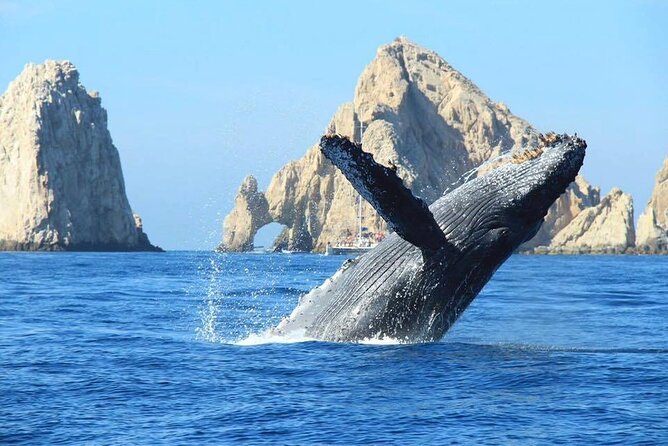 Los Cabos Whale Watching & Snorkel Adventure with Food & Drinks - The Arch and Cabo’s Famous Beaches
