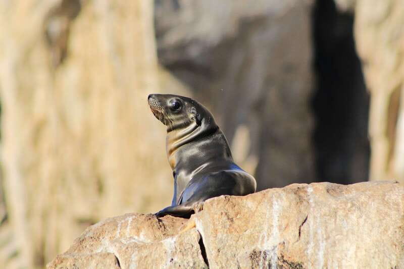 Los Cabos: Whale Watching (Transport and Pictures Included) - Key points at a glance