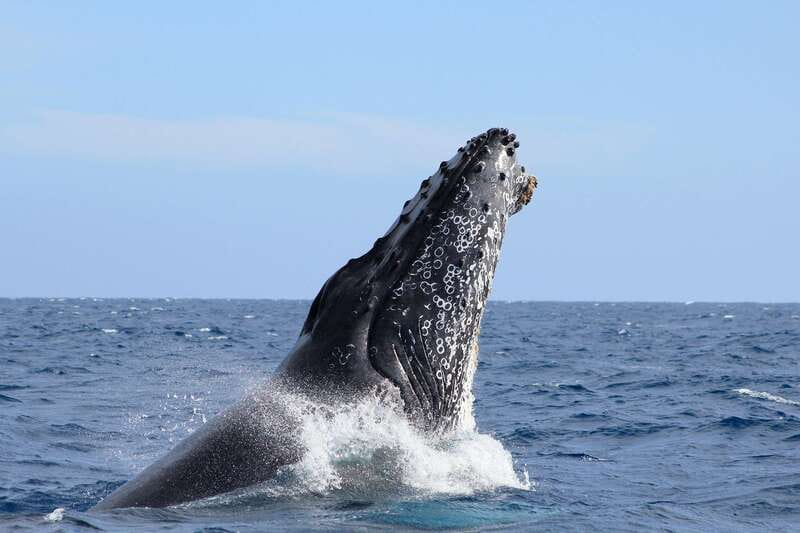 Los Cabos: Whale Watching (Transport and Pictures Included) - Starting at the marina, then heading for Land’s End