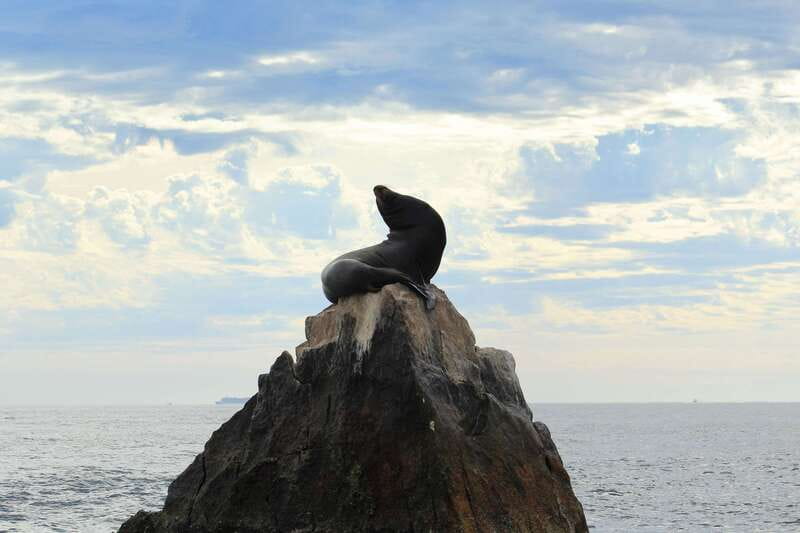 Los Cabos: Whale Watching (Transport and Pictures Included) - The included photographer is a real advantage