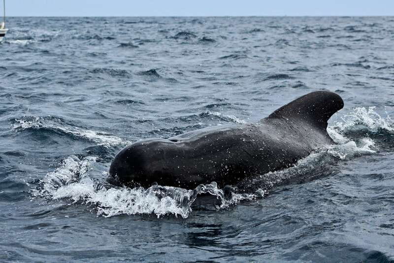 Los Cabos: Whale Watching (Transport and Pictures Included) - Guides add more than whale names