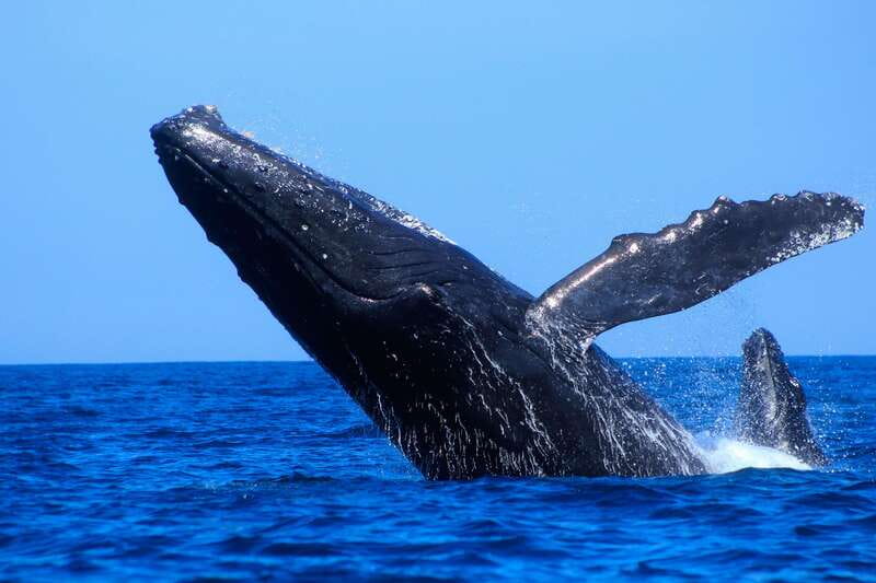 Los Cabos: Whale Watching (Transport and Pictures Included) - Who will enjoy this Cabo outing most