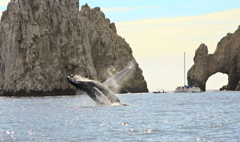 Los Cabos: Whale Watching (Transport and Pictures Included) - What to bring and how to prepare