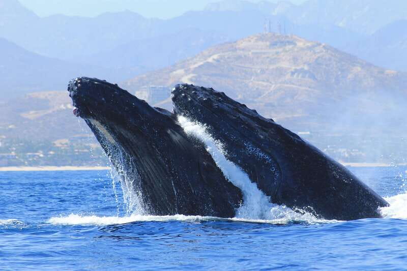 Los Cabos: Whale Watching (Transport and Pictures Included) - The Arch and Sea Lion Colony make a useful first stop