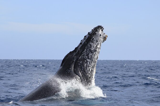 Los Cabos Whale Watching (Transportation and Pictures Included) - Timing, comfort, and what to bring