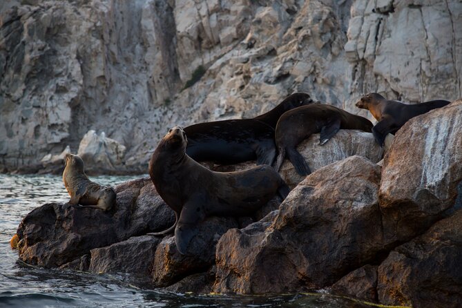Los Cabos Whale Watching (Transportation and Pictures Included) - Pickup, meeting point, and mobility concerns