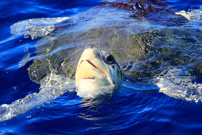 Los Cabos Whale Watching (Transportation and Pictures Included) - Is the $90 price a good value?