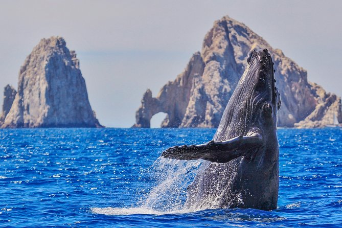Luxury Catamaran Whale Watching Cabo San Lucas - Quick points before you book