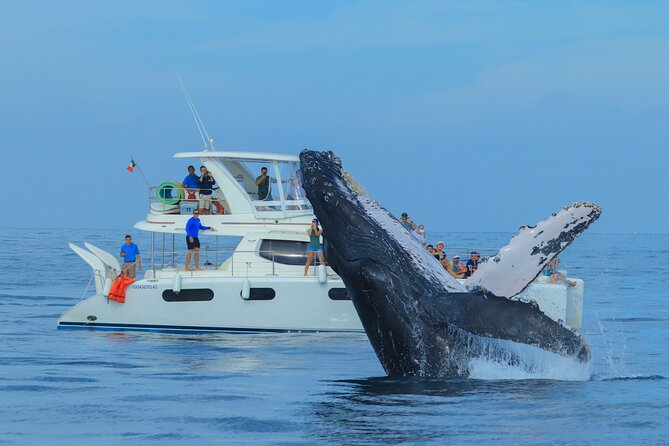 Luxury Catamaran Whale Watching Cabo San Lucas - What the Cabo whale-watching trip is really like