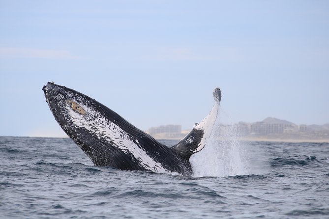 Luxury Catamaran Whale Watching Cabo San Lucas - The hydrophone is more than a gimmick