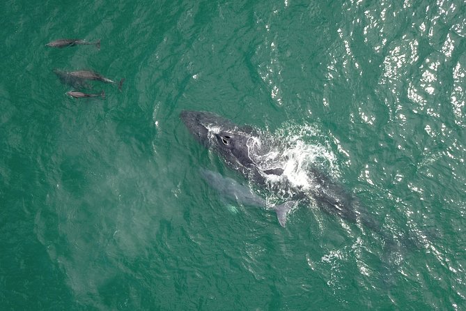 Luxury Catamaran Whale Watching Cabo San Lucas - A comfortable boat with a few safety concerns