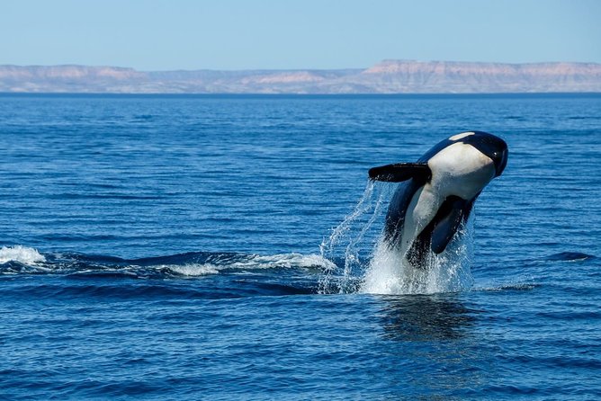Luxury Catamaran Whale Watching Cabo San Lucas - Food, drinks, and the open-bar value