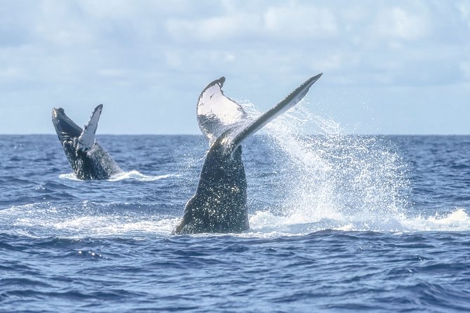 Luxury Catamaran Whale Watching Cabo San Lucas - Price and what you actually pay