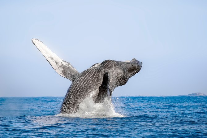 Luxury Catamaran Whale Watching Cabo San Lucas - Pickup timing needs careful attention