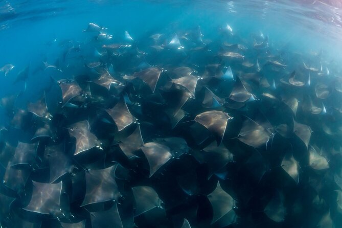 Mobula Ray and Ocean Safari Day Trip - Why the mobula encounter is worth the early alarm