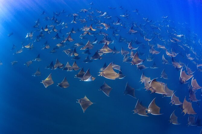 Mobula Ray and Ocean Safari Day Trip - Four to six hours searching for wildlife