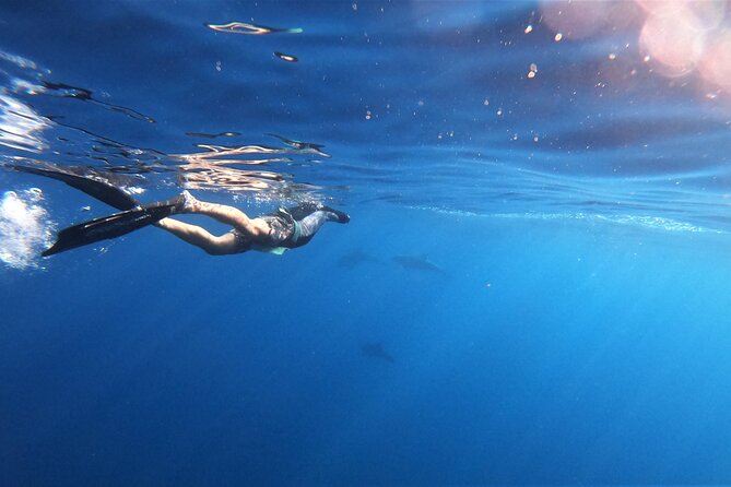 Mobula Ray and Ocean Safari Day Trip - What the $315 price really covers