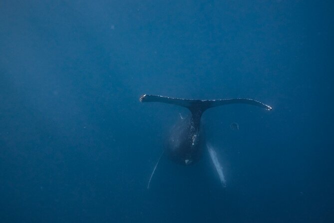 Mobula Ray and Ocean Safari Day Trip - Who will enjoy this ocean safari most