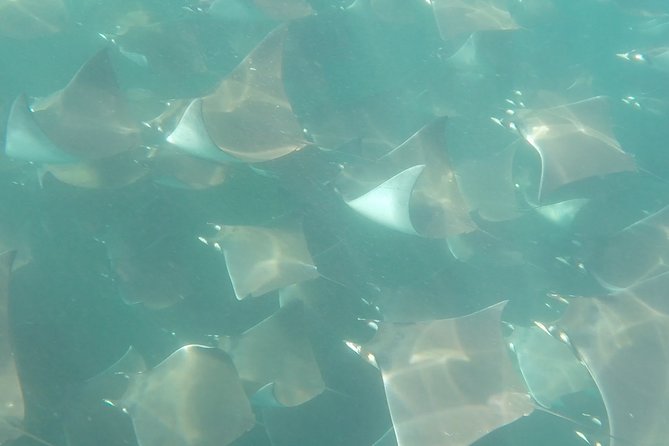 Mobula Ray Snorkeling - Starting at Cabo San Lucas marina at 9 a.m.