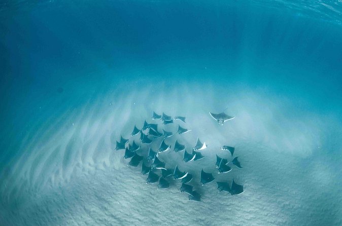 Mobula Ray Snorkeling - Searching the water for the mobula schools