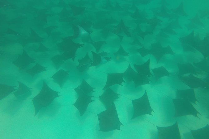 Mobula Ray Snorkeling - When the rays do not show up