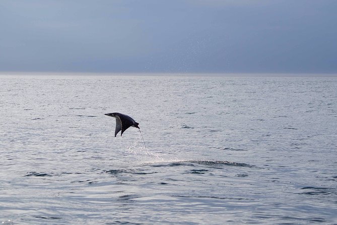 Mobula Ray Snorkeling - A small group with more personal attention