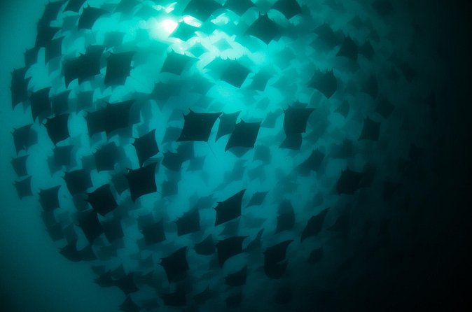 Mobula Ray Snorkeling - What is included for the $169 price