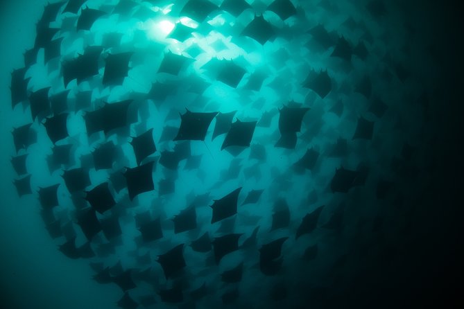 Mobula Ray Snorkeling - Who will enjoy this excursion most