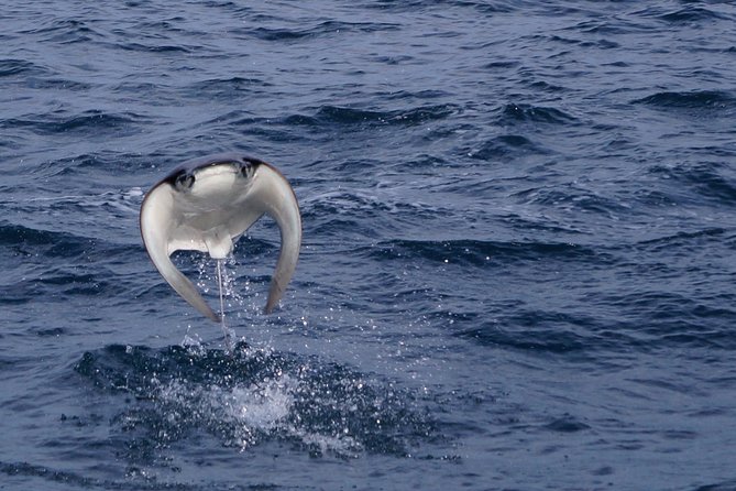 Mobula Ray Snorkeling - El Arco and the sea lion colony