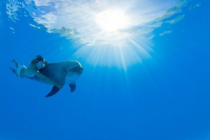 Must-DO The only and Unique Natural Space Dolphin Encounter Cabo - Meeting a Dolphin at San José del Cabo