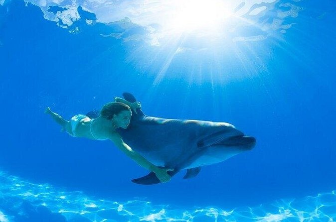 Must-DO The only and Unique Natural Space Dolphin Encounter Cabo - Is $131.66 a Fair Price?