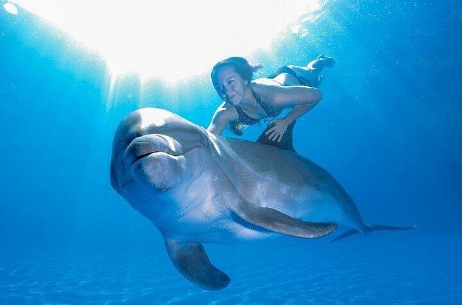 Must-DO The only and Unique Natural Space Dolphin Encounter Cabo - Should You Book the San José del Cabo Dolphin Encounter?