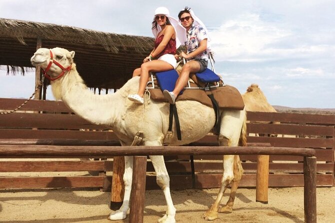 NEW! Combo Camel Beach Ride and UTV 4X4 Cabo Adventure, Tequila & - Key points before you book
