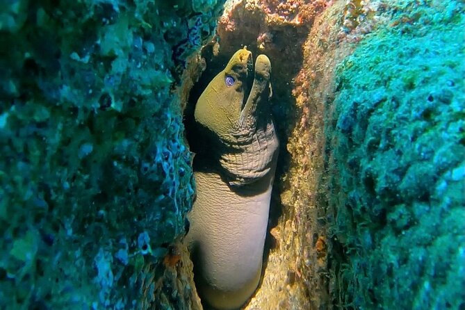 Non-Certified Diving Adventure in Cabo San Lucas - Learning at Piedra del Pelicano