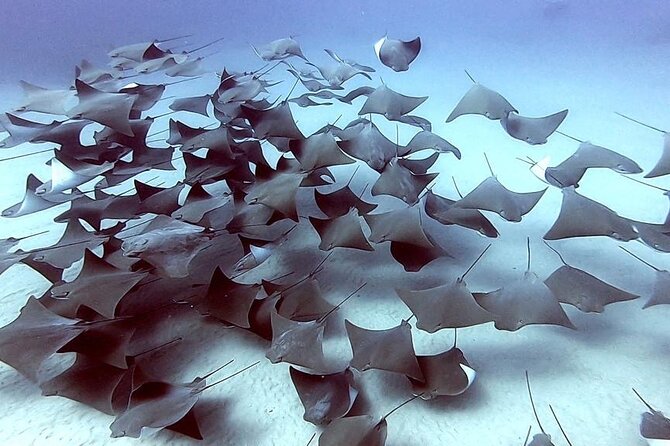 Non-Certified Diving Adventure in Cabo San Lucas - What the price represents