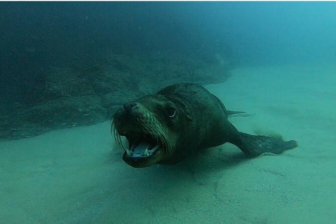 Non-Certified Diving Adventure in Cabo San Lucas - Weather, cancellations, and basic planning