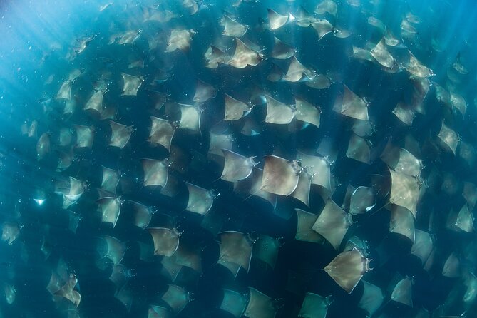 Ocean Safari in San Jose del Cabo - Key points to know before you book