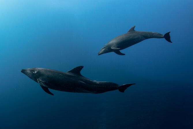 Ocean Safari in San Jose del Cabo - Why this San José del Cabo boat trip feels different