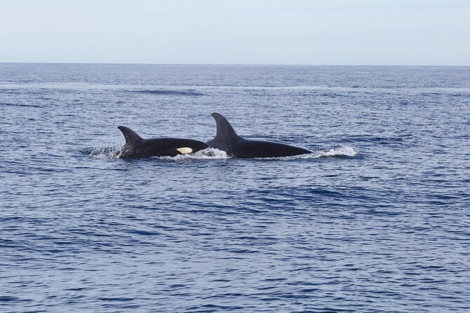 Ocean Safari in San Jose del Cabo - Lunch, cold water and the practical comforts