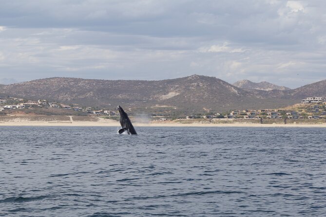 Ocean Safari in San Jose del Cabo - Who will enjoy this ocean safari most