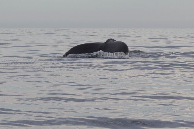 Ocean Safari in San Jose del Cabo - Small details that can make the day better