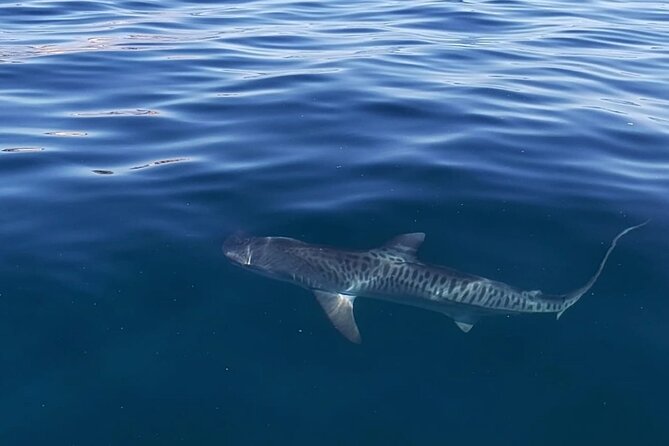Ocean Safari Tour in Cabo San Lucas - Leaving the marina at Top Anglers